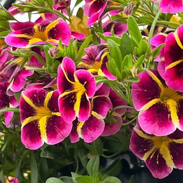 calibrachoa-minifamous-neo-pink-hawai