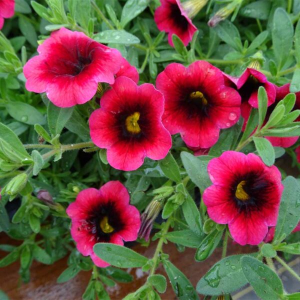 calibrachoa-superbells-pomegranate-punch