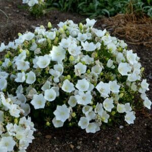 campanule-carpatica-blanc