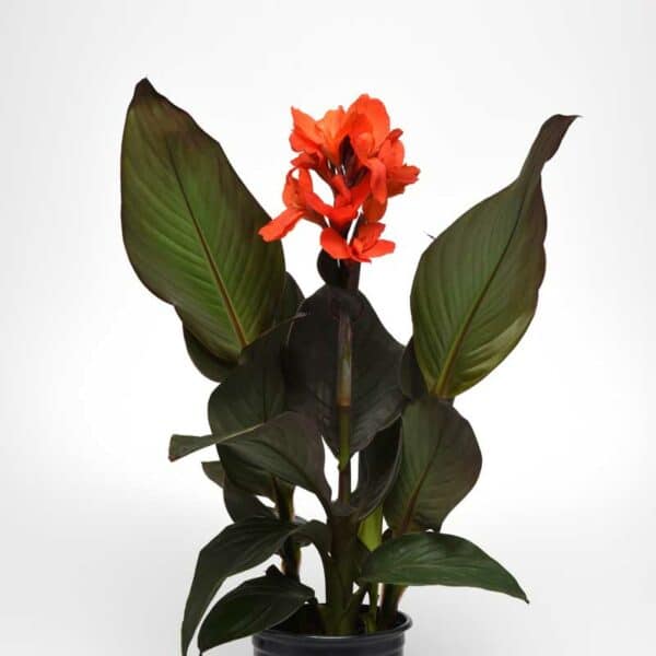 canna-cannova-bronze-orange