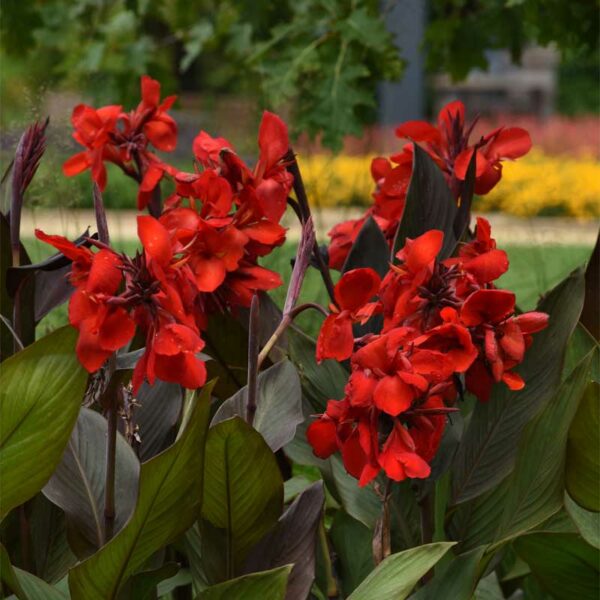 canna-cannova-bronze-scarlet