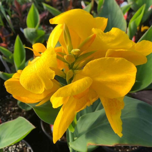 canna-cannova-jaune