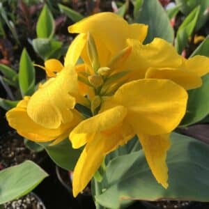 canna-cannova-jaune-yellow