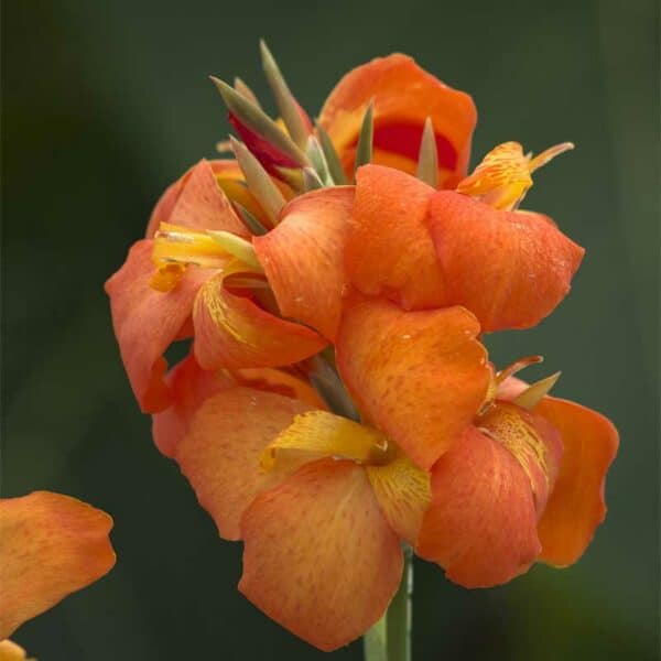 canna-cannova-orange