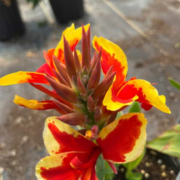 canna-cannova-red-golden-flame-2