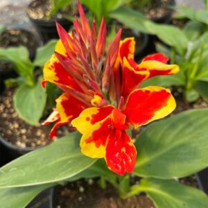 canna-cannova-red-golden-flame