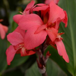 canna-cannova-rose