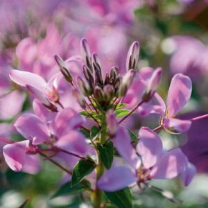 cleome-rosalita