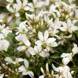 cleome-senorita-blanc-white