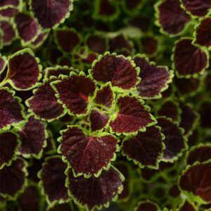 coleus-burgundy-wedding-train