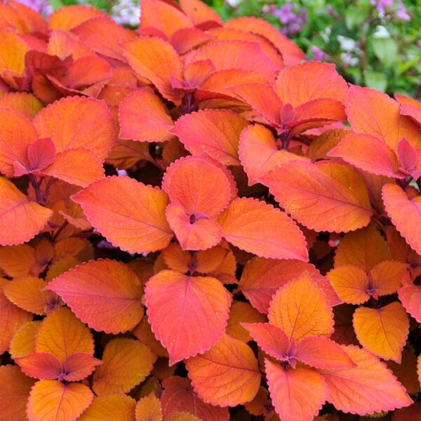 coleus-campfire-orange