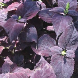 coleus-dark-star-noir