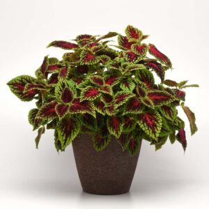 coleus-dragon-heart