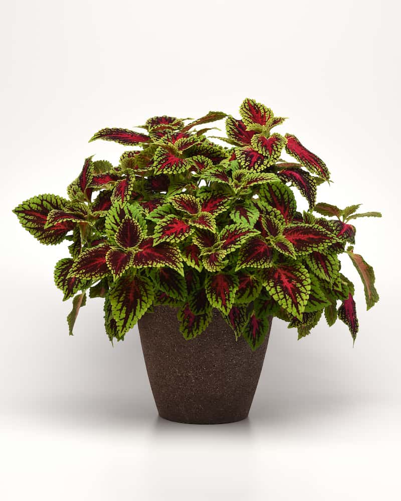 coleus-dragon-heart