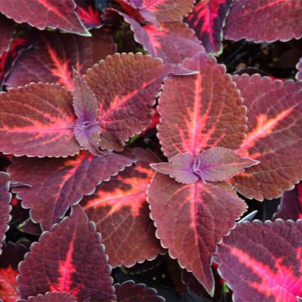 coleus-kingswood-torch-bourgogne-ctr-rose