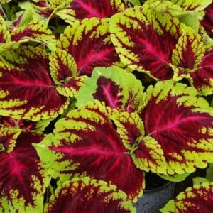 coleus-kong-rose