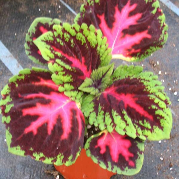 coleus-kong-rouge