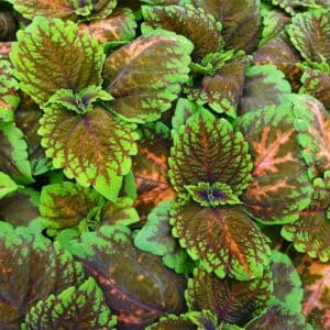 coleus-kong-saumon-rose