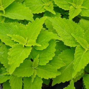 coleus-main-st-chartres-street-jaune