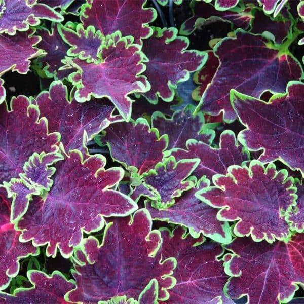 coleus-main-st-portage-avenue-rouge-bordure-verte