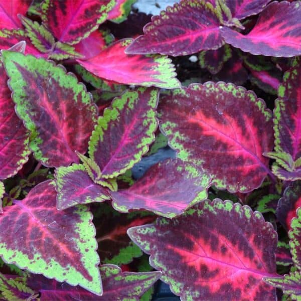 coleus-main-st-ruby-road-rose-rouge-vert