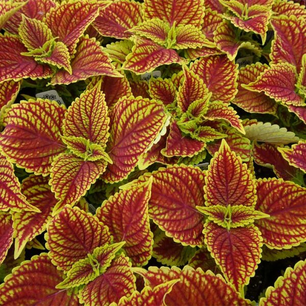 coleus-main-st-venice-boulevard-vert-nervures-rouge