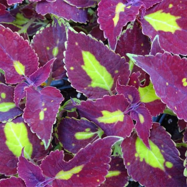 coleus-saturn-rouge-centre-jaune