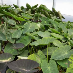 colocasia-assortiment