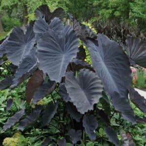 colocasia-black-magic