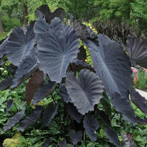 colocasia-black-magic