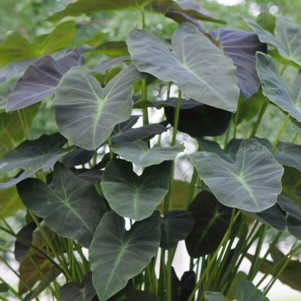 colocasia-coal-miner