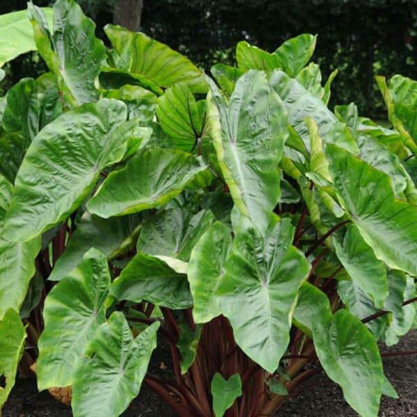 colocasia-hawaiian-punch