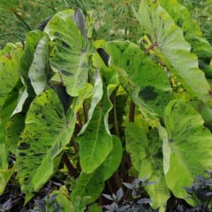 colocasia-mojito