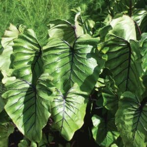 colocasia-pharaohs-mask