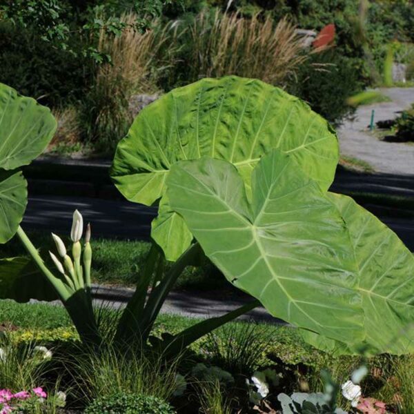 colocasia-thailand-giant