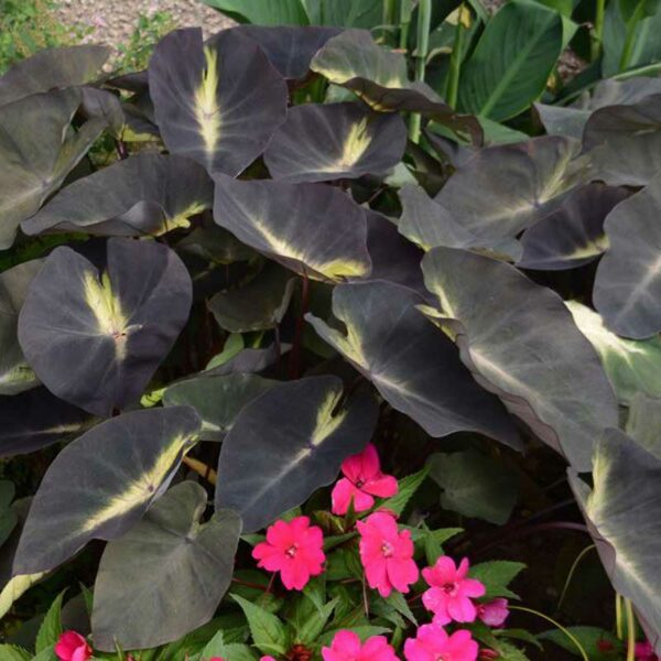 colocasia-tropical-storm