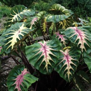 colocasia-waikiki