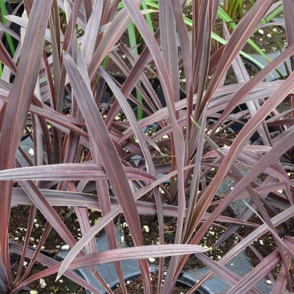 cordyline-red-sensation