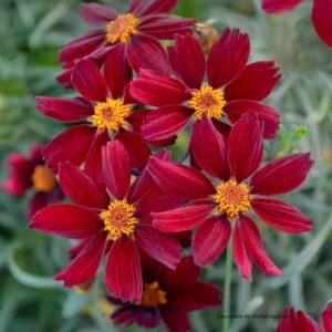 coreopsis-verticilata-mercury-rising-