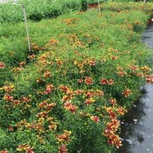 coreopsis-verticillata