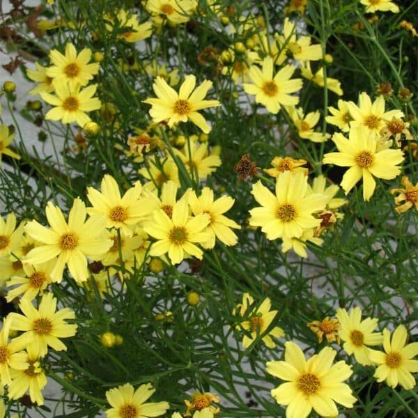 coreopsis-verticillata-moonbeam-2