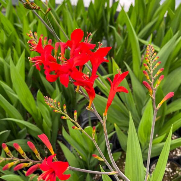 crocosmia-lucifer