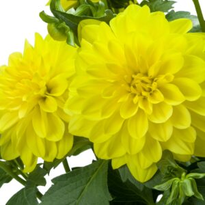 dahlia-maggiore-jaune