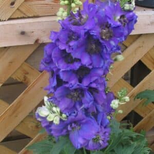 delphinium-bleu-fonce-oeil-fonce-serresbrisebois