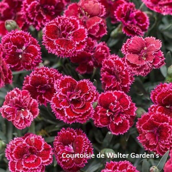 dianthus-blackcherry-frost-pw