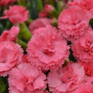 dianthus-classic-coral