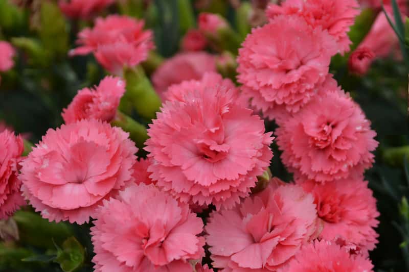 dianthus-classic-coral