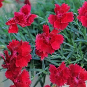 dianthus-fire-star