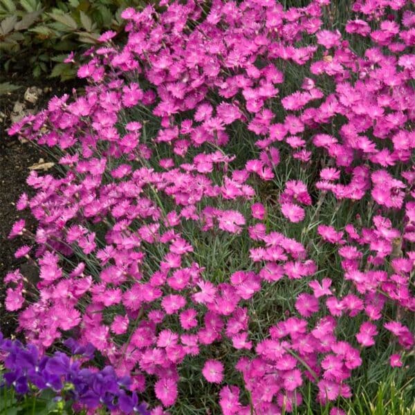 dianthus-firewitch