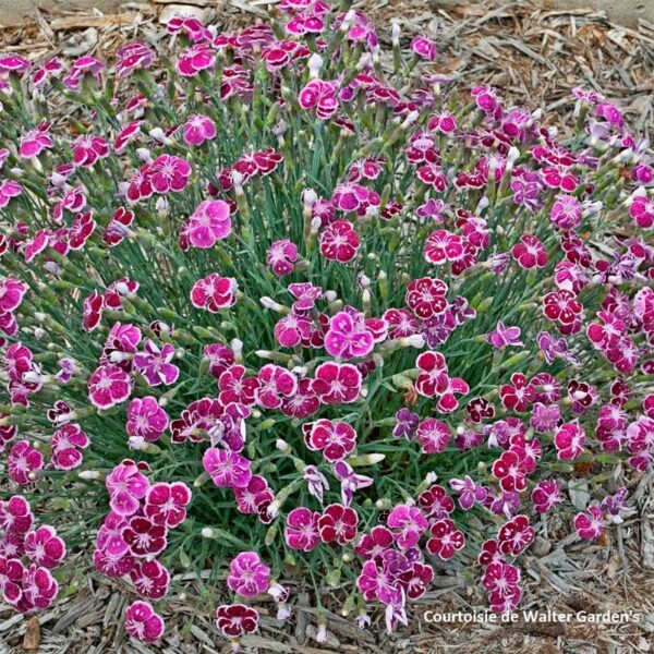 dianthus-frosty-fire